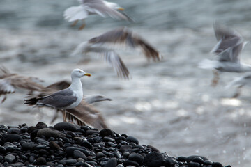 seagulls on the beach