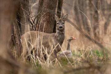 Deer and goose in the woods in a snowstorm