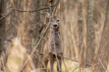 deer in the woods in a snowstorm