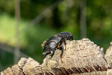 Stag beetle and an ant