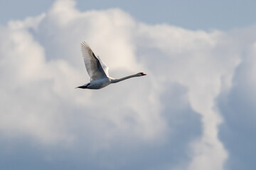 Swan in flight