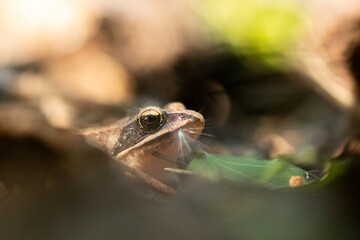 frog in the pond