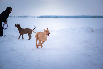 The girl trains the American pit bull terrier on the field in winter. There is artistic noise.