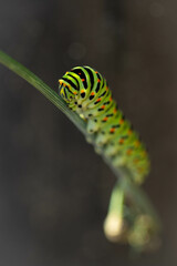 caterpillar on a branch