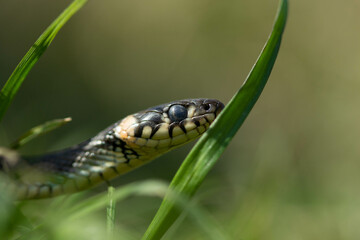 snake in the grass