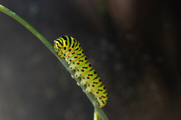 caterpillar on a branch
