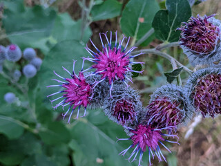 Pink and purple flowers on a lesser burdock plant with blurred vegetation in the background