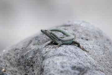 Lizard lying on a stone