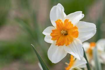 Small-cupped daffodil (Genus Narcissus). Copy space.