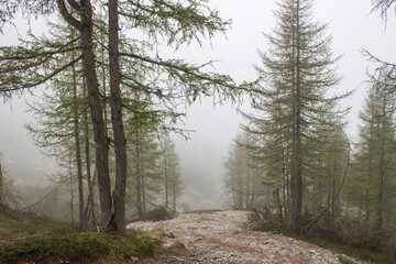 foggy forest in Lienz Dolomites in Austria