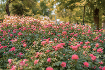 Bushes of pink roses. Flower bed with roses.