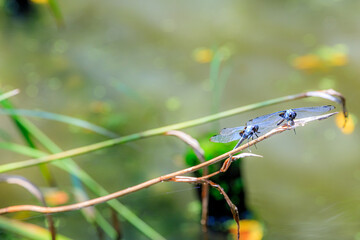 オオシオカラトンボ　Orthetrum triangulare melania
