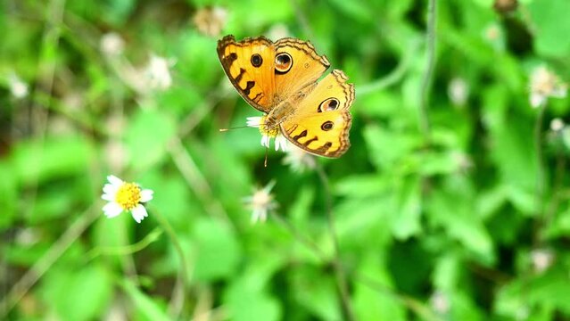 The Peacock Pansy ( Junonia almana ) butterfly seeking nectar on Spanish Needle flower in the field with natural green background, Pattern similar to the eyes on orange color wing of insect