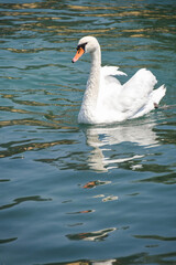 swan on Iseo lake in Italy
