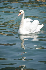 Naklejka premium swan on Iseo lake in Italy