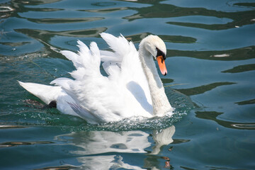 swan on Iseo lake in Italy