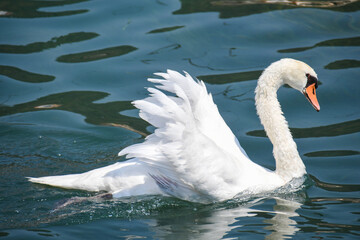 swan on Iseo lake in Italy