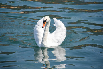 Naklejka premium swan on Iseo lake in Italy