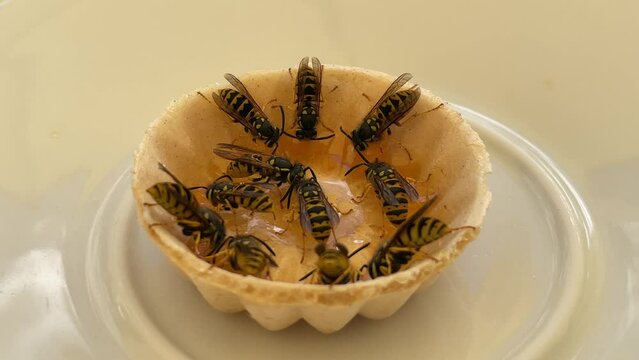 Wespen an einer Schaale mit Honig, Marmelade.