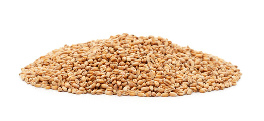 Whole grain of wheat.