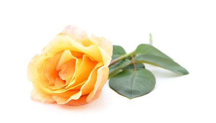 Orange rose with green leaves.