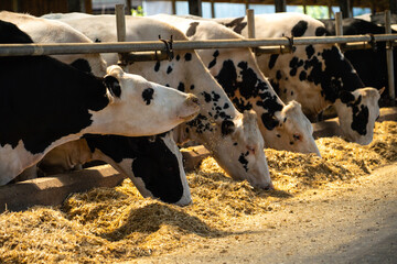 Cows on a dairy farm