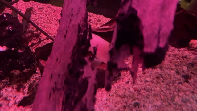 Ein Fisch im Aquarium.
