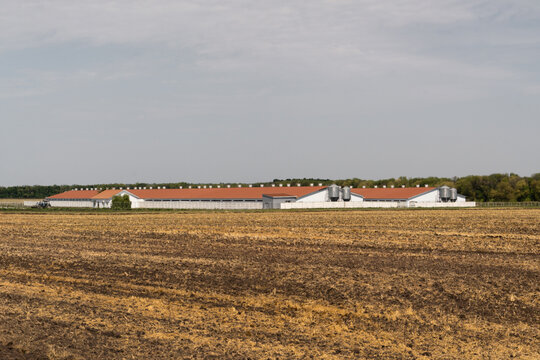 New Modern Big Pig Farm