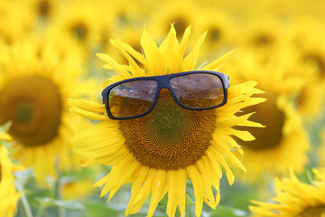 Sunflower with sunglasses