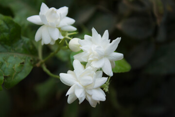 Obraz na płótnie Canvas Arabian Jasmine Flowers