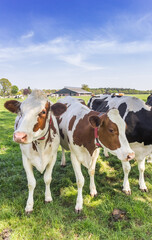 Fototapeta na wymiar Typical dutch brown and white holstein cows in Overijssel