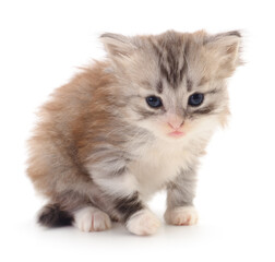 Kitten on white background.