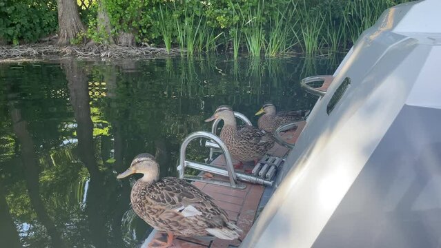 Drei Stockenten haben es sich auf einem Boot gem&uuml;tlich gemacht.