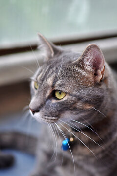 Domestic cat life scene