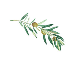 Olive branch with green olives isolated on white background. Watercolor illustration.