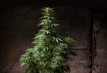 cannabis plant marijuana weed bush