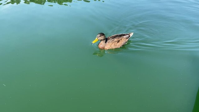 Eine Stockente auf einem See.