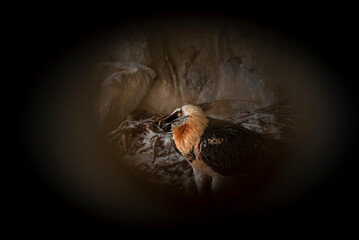 Bearded vulture portrait made through a hole, in its nest