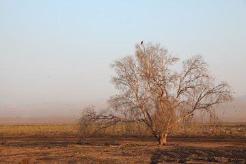 The bird's reserve