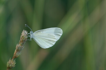 Macro close up of a wood white butterfly in nature resting on a plant