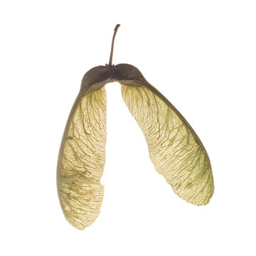 Dry autumn maple seed isolated on white background.