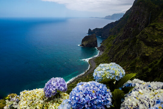 hortensia de mad&egrave;re