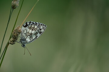 Marbled white butterfly close up in nature
