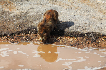 The red homeless cat drinks