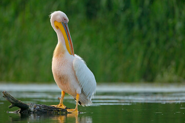 Pelikan różowy, pelikan baba (Pelecanus onocrotalus)
