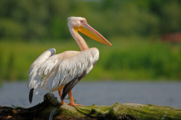 Fototapeta premium Pelikan różowy, pelikan baba (Pelecanus onocrotalus)