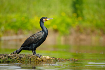 kormoran czarny (Phalacrocorax carbo) 