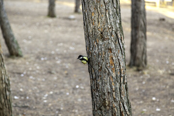 Wild bird on a tree trunk