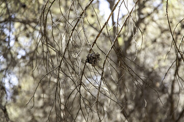 Obraz premium Dried pine cone in the forest