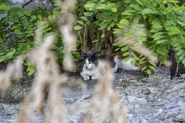 Obraz premium Street abandoned cats